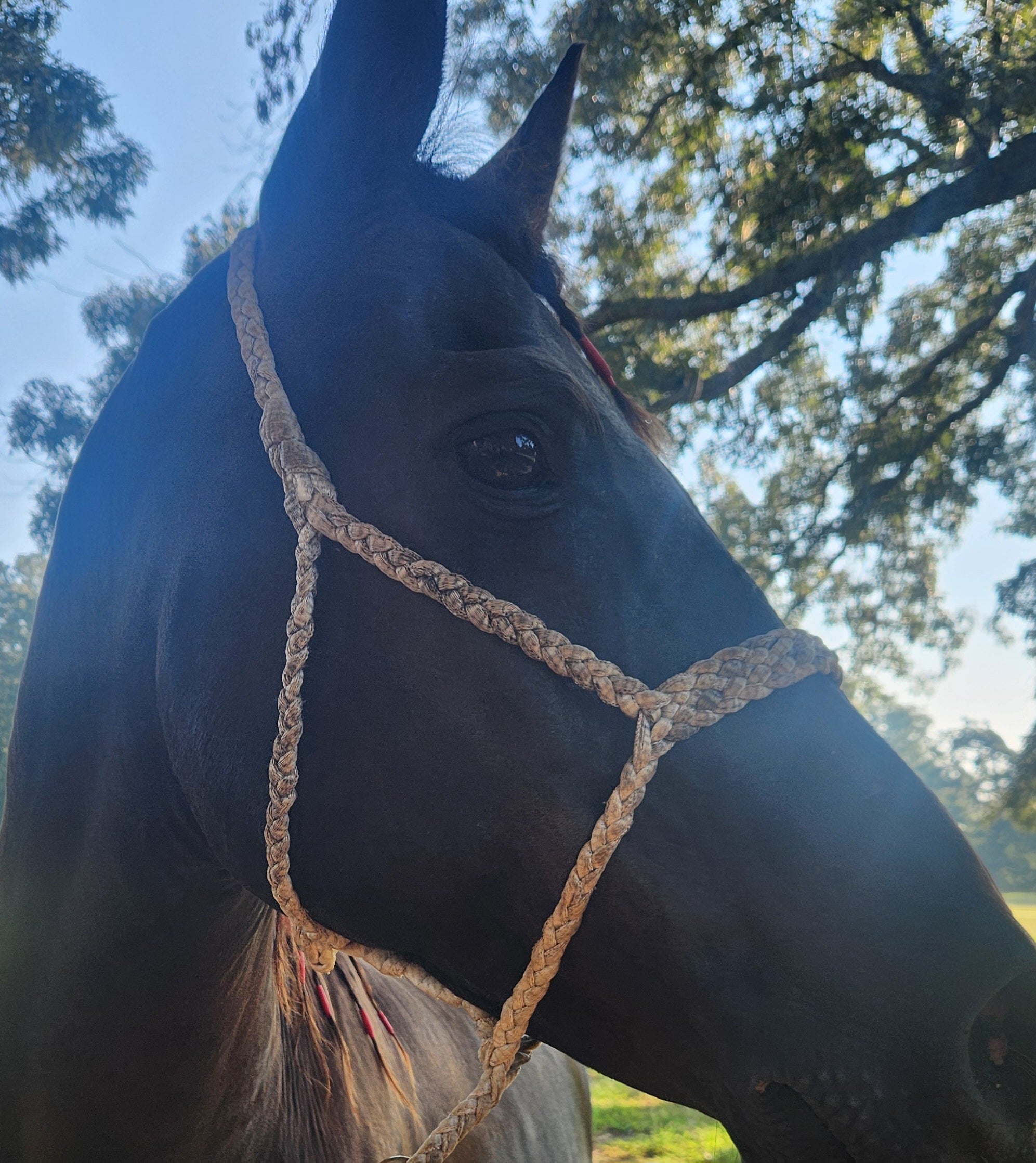 MULE TAPE HALTER WITH 8FT LEAD (WHITE)